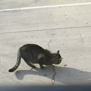 Feral Momma cat is ALIVE! (PIC HEAVY)