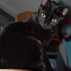 Why do people not like black cats?