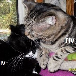 A Different Look A FeLV & FIV or the story of Howie