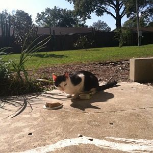 Question about a stray tuxedo cat