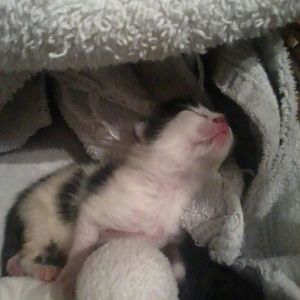Hi, I am back and need advice on hand rearing kittens please.xx
