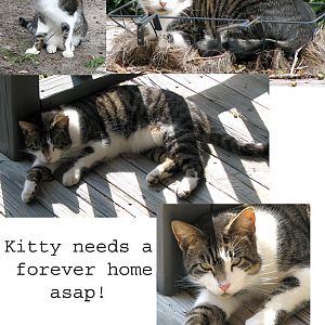 Home needed for friendly stray URGENT!!!