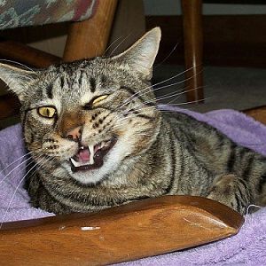 Picture of the Month Contest: Cats Showing Their Teeth - February 2013