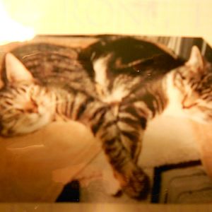 Kitties holding hands