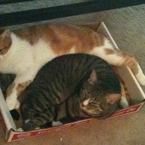 Boxed Cats! Let's see 'em!