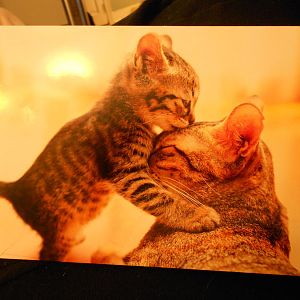 Kitten kissing mom