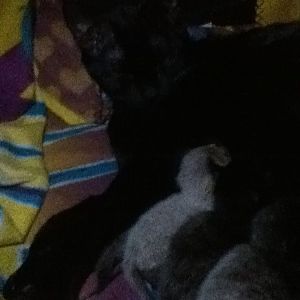Another my cat is pregnant story:)
