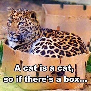 Boxed Cats! Let's see 'em!
