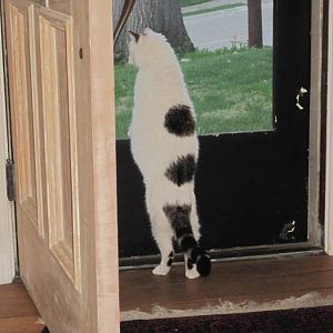 March Picture of the Month Contest: Cats from Behind