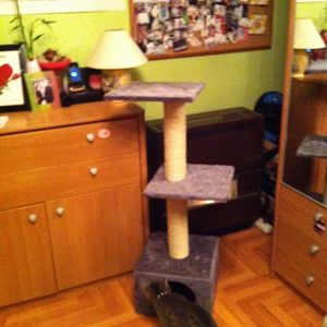 How do I teach my cat to use his scratching post?
