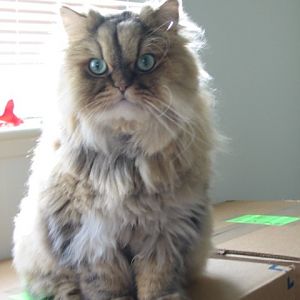 I am considering getting a Persian or Himalayan Cat. Need advice please.