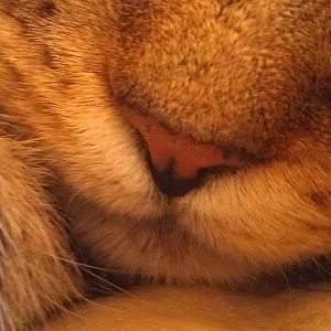 KItty noses!