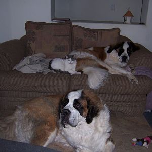Yankee and the St. Bernards
