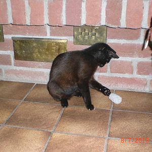 My Diary about a Pregnant Feral Cat