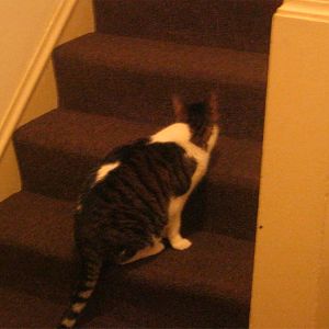 Misa discovers the hallway