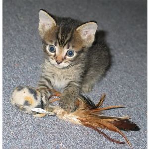 May Picture of the Month Contest: Kittens!