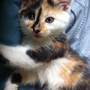 May Picture of the Month Contest: Kittens!