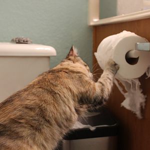 Kitten VS Toilet Paper