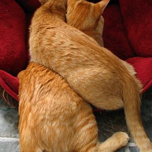 June Picture of the Month Contest -- Cats in Awkward Positions