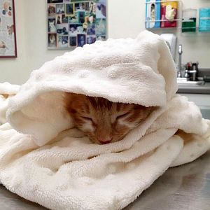 Sick kitten after rabies vaccine & neuter.
