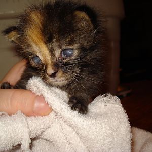 2 week old kitten, full of lice! (And not pooping regularly.)