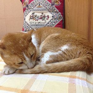 Valium for a cat with kidney failure