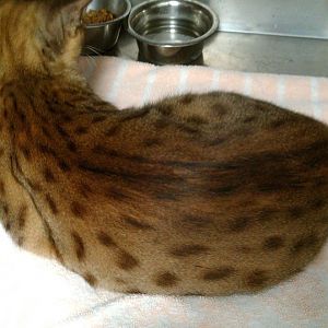 Is it a Bengal?