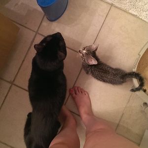 Worried about kitten's weight