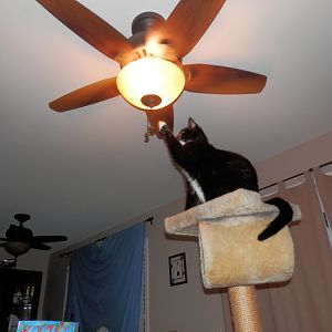 Mooch & the Ceiling Fan