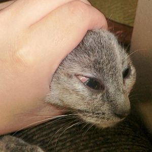 Burst Blood Vessel in kittens eye? Experience?