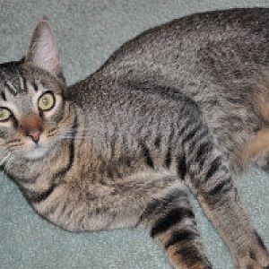 New Savannah/Bengal Kittens