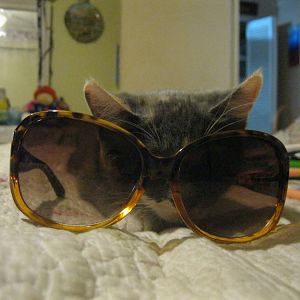 July Picture of the Month Contest: Cats with Sunglasses