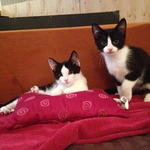 Two beautiful boys ( newly socialized kittens ) in NWO area desperately need homes!
