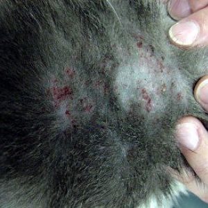 FIV+ kitty has chronic diarrhea & feline miliary dermatitis