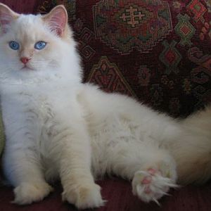 Flame point DLH! Any resemblances to actual breeds?