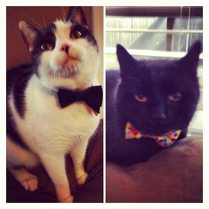 Cats in Bowties!