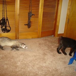 Introduced my ferret to my kitten!