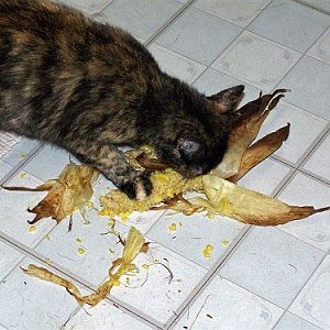 August Picture of  the Month Contest: Dining Cats