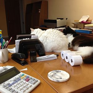 Work Kitty Helpers