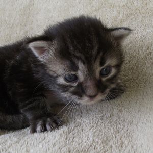 Marvin, the orphaned kitten