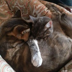 Misty and Diago cuddling