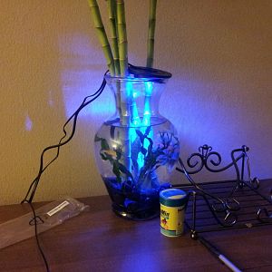 Fish/Plant Bowl