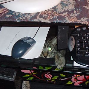 Work Kitty Helpers