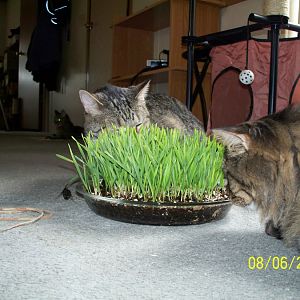 where do you buy your catnip/grass?