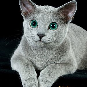 Does my cat look like a Russian Blue?