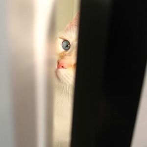 September Picture of the Month: Peeking Cats