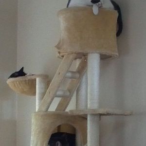 cat tower size