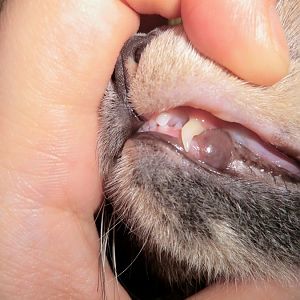Kittens adult teeth not aligning? Help?