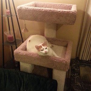 Our new cat tree.