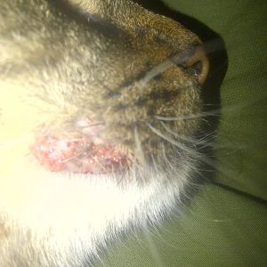 Scab on my cats top lip?